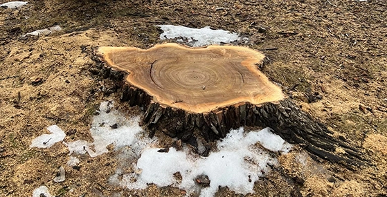 Affordable Stump Removal Services in Minnetonka